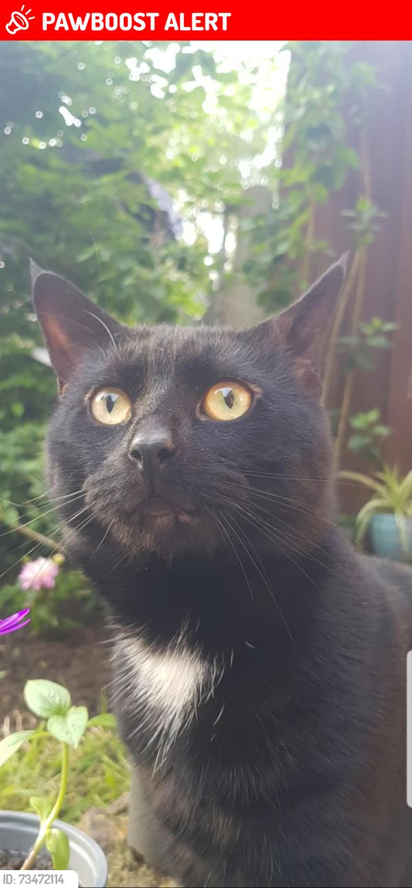 Lost Male Cat last seen Potters cross, Wootton, England MK43 9JA