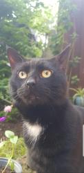 Lost Male Cat last seen Potters cross, Wootton, England MK43 9JA