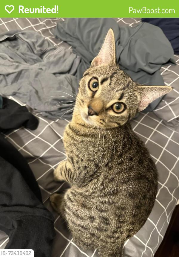 Reunited Unknown Cat last seen Near Crystal Community Church, Gaithersburg 20877, Gaithersburg, MD 20877