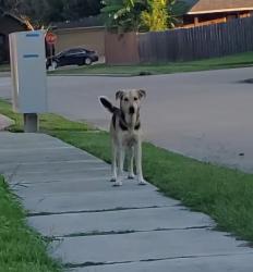 Found/Stray Male Dog last seen Sunsrt Path @ Acorn Glen, Fresno, TX 77545