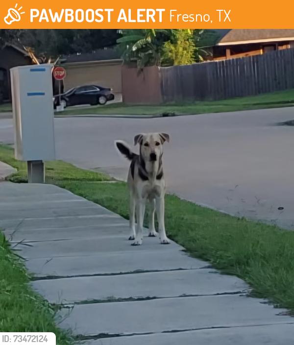 Found/Stray Male Dog last seen Sunsrt Path @ Acorn Glen, Fresno, TX 77545