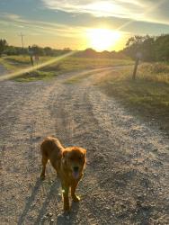 Reunited Male Dog last seen Calvary Road, Willis, TX 77318
