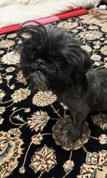 Reunited Female Dog last seen Ross and Warsaw, Cincinnati, OH 45205