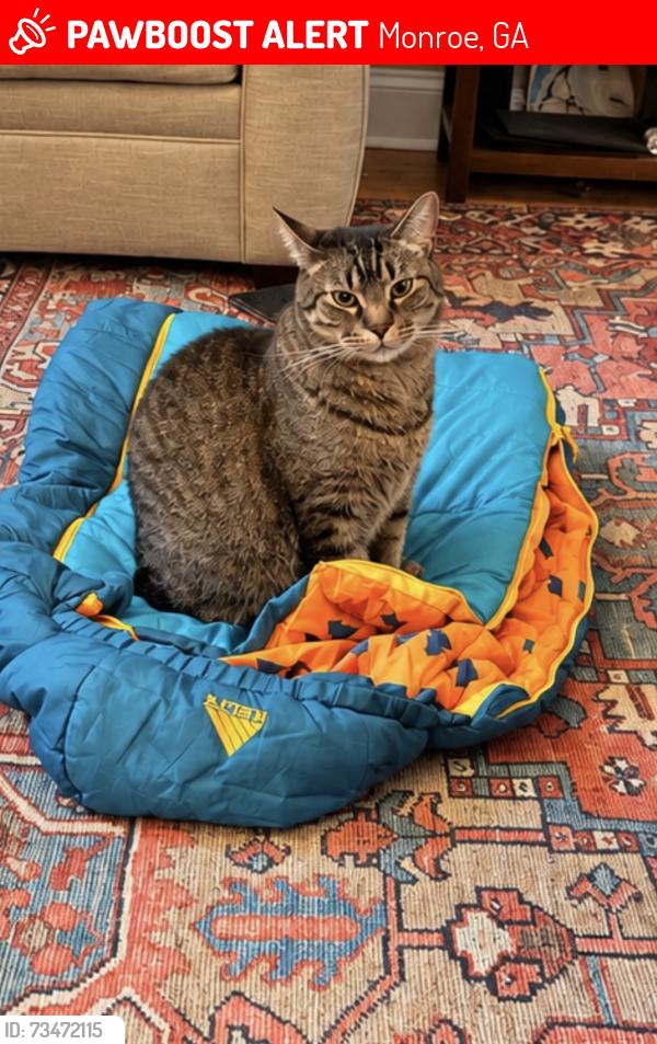 Lost Male Cat last seen Double Bridges and Hickory Grove Church Rd, Monroe, GA 30656
