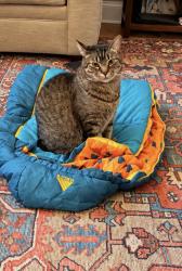 Lost Male Cat last seen Double Bridges and Hickory Grove Church Rd, Monroe, GA 30656