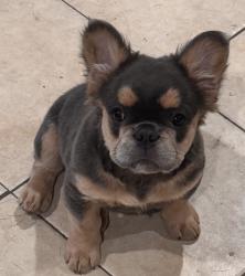 Reunited Female Dog last seen Spencer Rd. Archdale, Randolph County, NC 27263