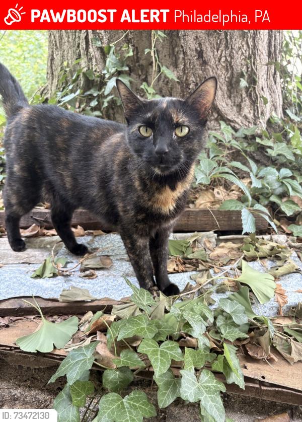 Lost Female Cat last seen Midvale & Wissahickon Ave, Philadelphia, PA 19144