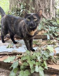 Lost Female Cat last seen Midvale & Wissahickon Ave, Philadelphia, PA 19144