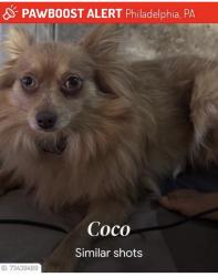 Reunited Female Dog last seen Near, Philadelphia, PA 19132