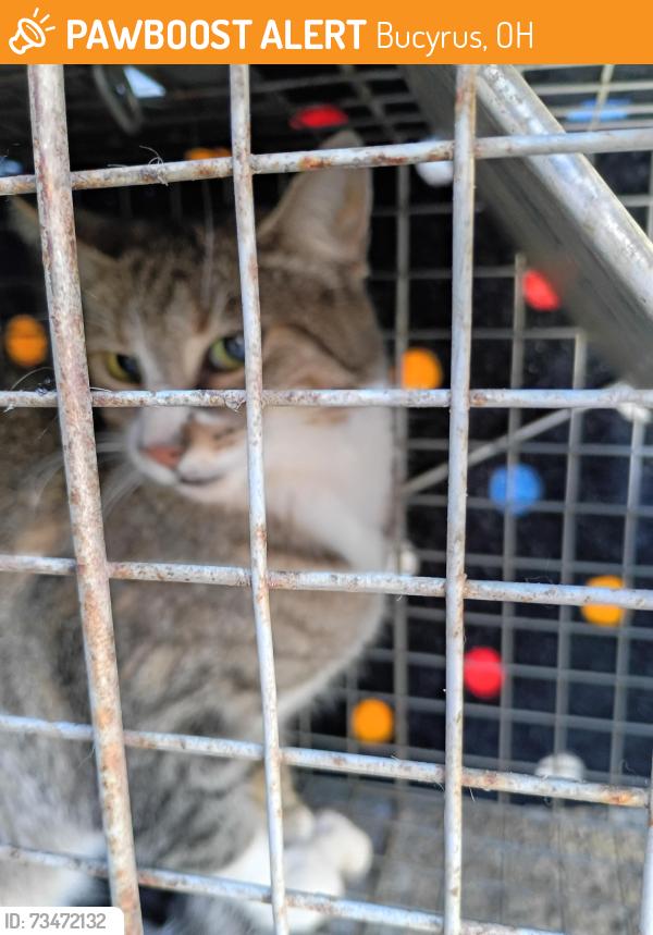 Found/Stray Unknown Cat last seen Plymouth & Elm, Bucyrus, OH 44820