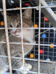 Found/Stray Unknown Cat last seen Plymouth & Elm, Bucyrus, OH 44820