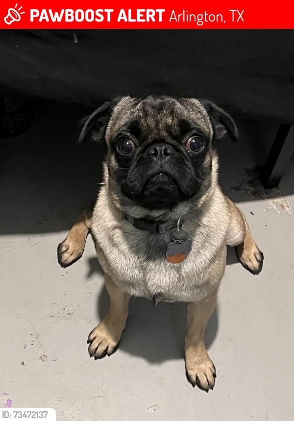 Lost Male Dog last seen new york ave and landers lane/ sherry st, Arlington, TX 76014