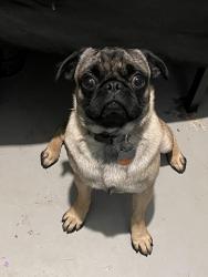 Lost Male Dog last seen new york ave and landers lane/ sherry st, Arlington, TX 76014