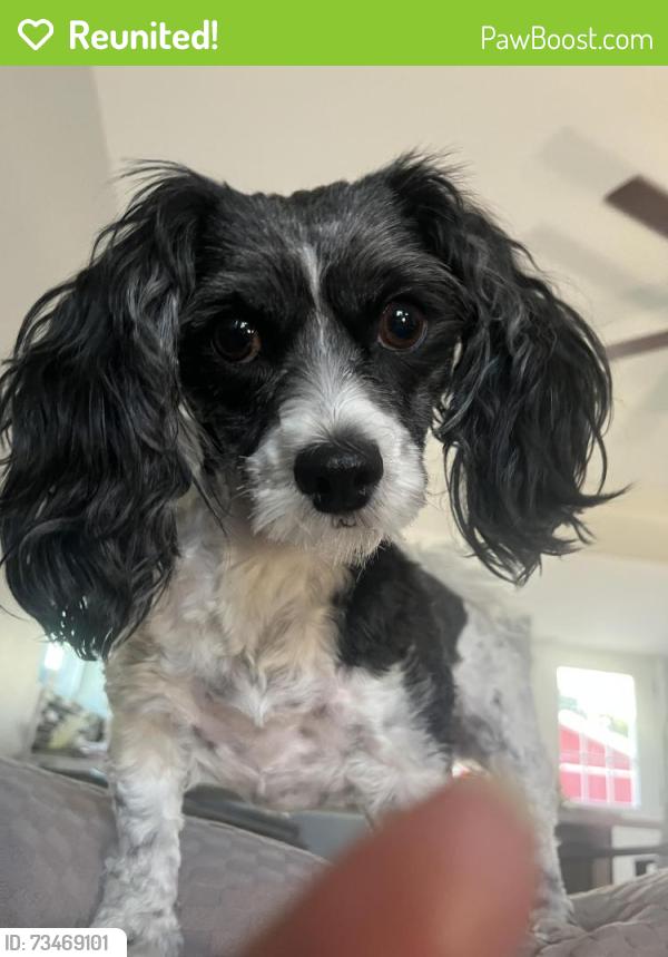 Reunited Female Dog last seen Vine st and State st, Lannon, Lannon, WI 53046