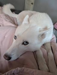 Lost Male Dog last seen Hurstview by 820, Hurst, TX 76054