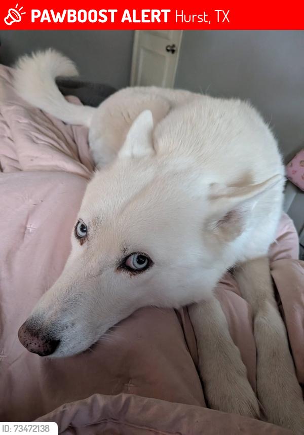 Lost Male Dog last seen Hurstview by 820, Hurst, TX 76054