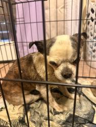 Found/Stray Female Dog last seen In back yard by pond, Kodak, TN 37764