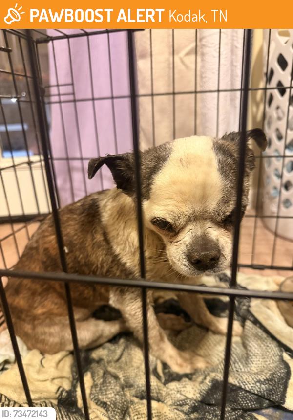 Found/Stray Female Dog last seen In back yard by pond, Kodak, TN 37764