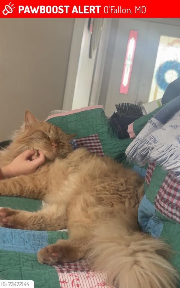 Lost Male Cat last seen Hwy N & 364, O'Fallon, MO 63368