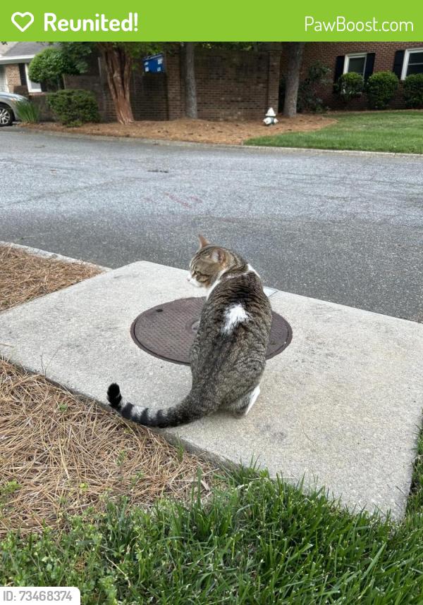 Reunited Male Cat last seen Brady Wine community and Meadwood street, Greensboro, NC 27409