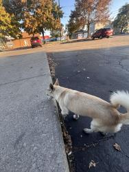 Found/Stray Male Dog last seen Collin’s St, Joliet, IL 60435