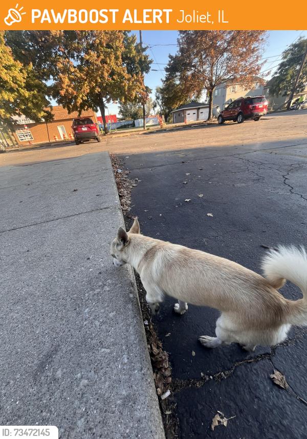 Found/Stray Male Dog last seen Collin’s St, Joliet, IL 60435