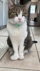 Reunited Male Cat last seen Lafayette & Elizabeth, Bordentown, NJ 08505