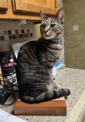 Reunited Male Cat last seen Rivermont dr, Gastonia, NC 28054