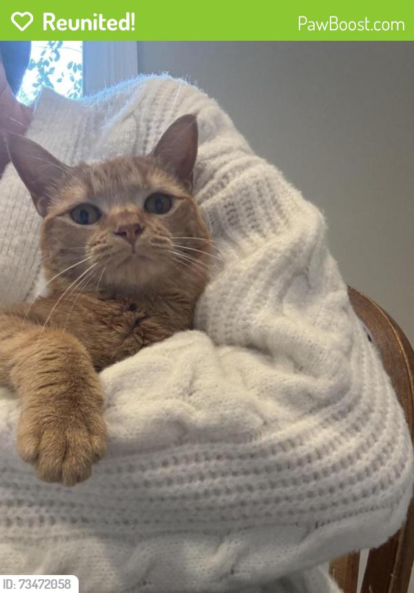 Reunited Female Cat last seen Battlefield Green neighborhood, Mechanicsville, VA 23111