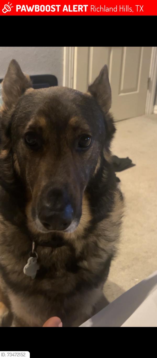 Lost Male Dog last seen Kingsbury ave, Richland Hills, TX 76118
