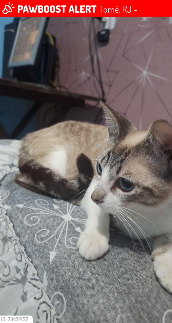 Lost Female Cat last seen Rua Anápolis número 80, Tomé, RJ 28972-798