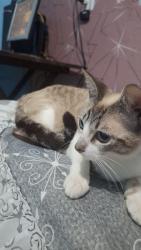 Lost Female Cat last seen Rua Anápolis número 80, Tomé, RJ 28972-798