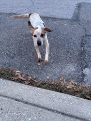 Found/Stray Female Dog last seen 12th and Commerce, Windsor Park, Indianapolis, IN 46201