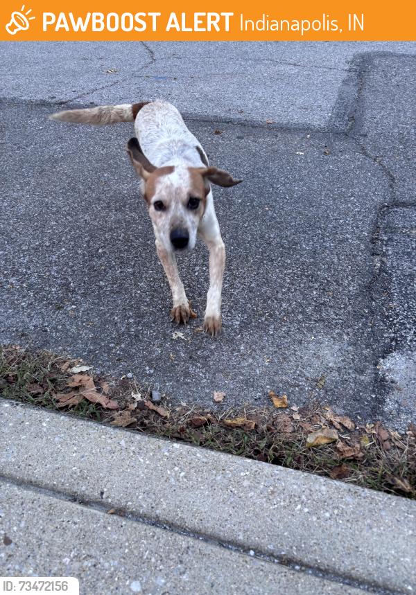 Found/Stray Female Dog last seen 12th and Commerce, Windsor Park, Indianapolis, IN 46201