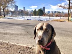 Lost Female Dog last seen 25th and Lafayette St (Whittier), Denver, CO 80205
