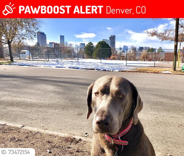 Lost Female Dog last seen 25th and Lafayette St (Whittier), Denver, CO 80205