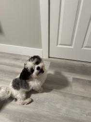 Found/Stray Male Dog last seen Cerca de 216 st y 112 ave, Goulds, FL 33170