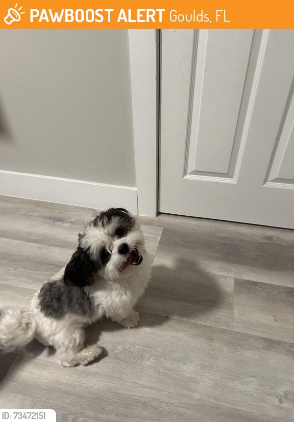 Found/Stray Male Dog last seen Cerca de 216 st y 112 ave, Goulds, FL 33170