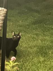 Found/Stray Male Cat last seen Little Canada elementary, Saint Paul, MN 55117