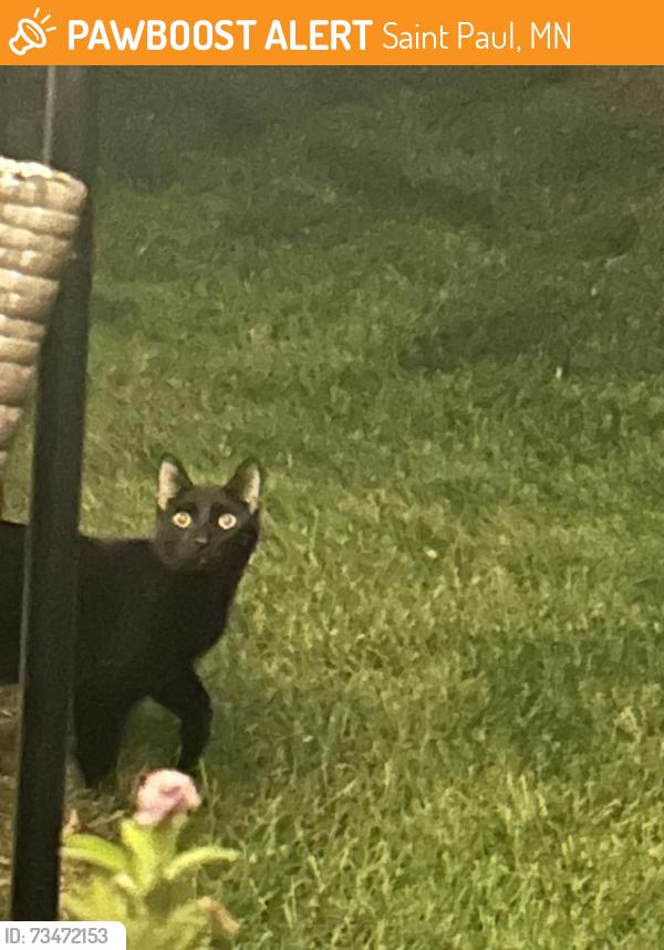 Found/Stray Male Cat last seen Little Canada elementary, Saint Paul, MN 55117