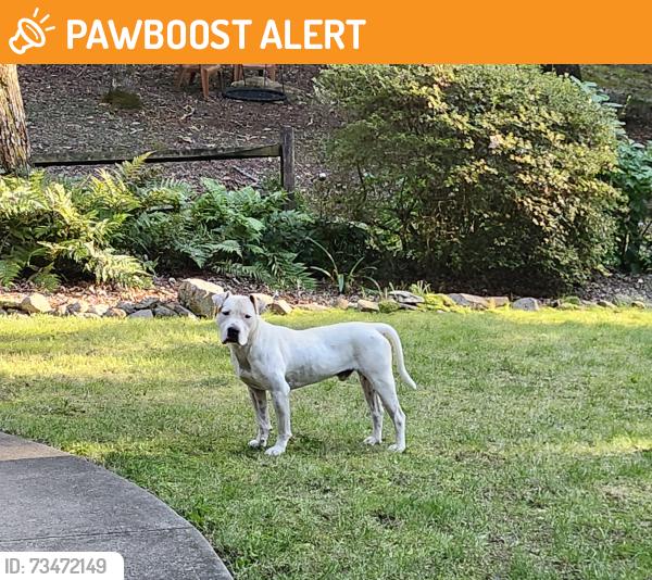 Found/Stray Male Dog last seen Blythe Shoals Rd off Geer Hwy Cleveland SC, Greenville County, SC 29635