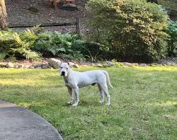 Found/Stray Male Dog last seen Blythe Shoals Rd off Geer Hwy Cleveland SC, Greenville County, SC 29635