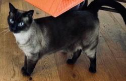 Reunited Male Cat last seen Village Harbor Drive, Cornelius, NC 28031