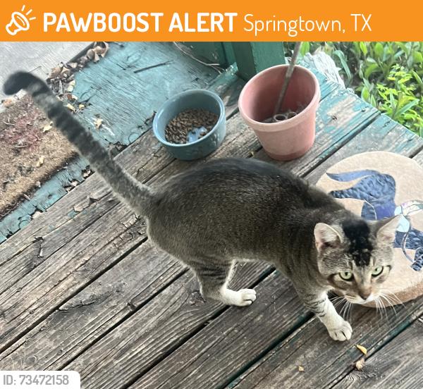 Found/Stray Male Cat last seen Pojo Rd and W Hwy 199, Springtown, TX 76082