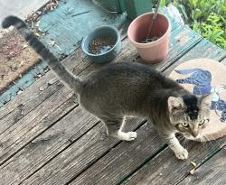 Found/Stray Male Cat last seen Pojo Rd and W Hwy 199, Springtown, TX 76082