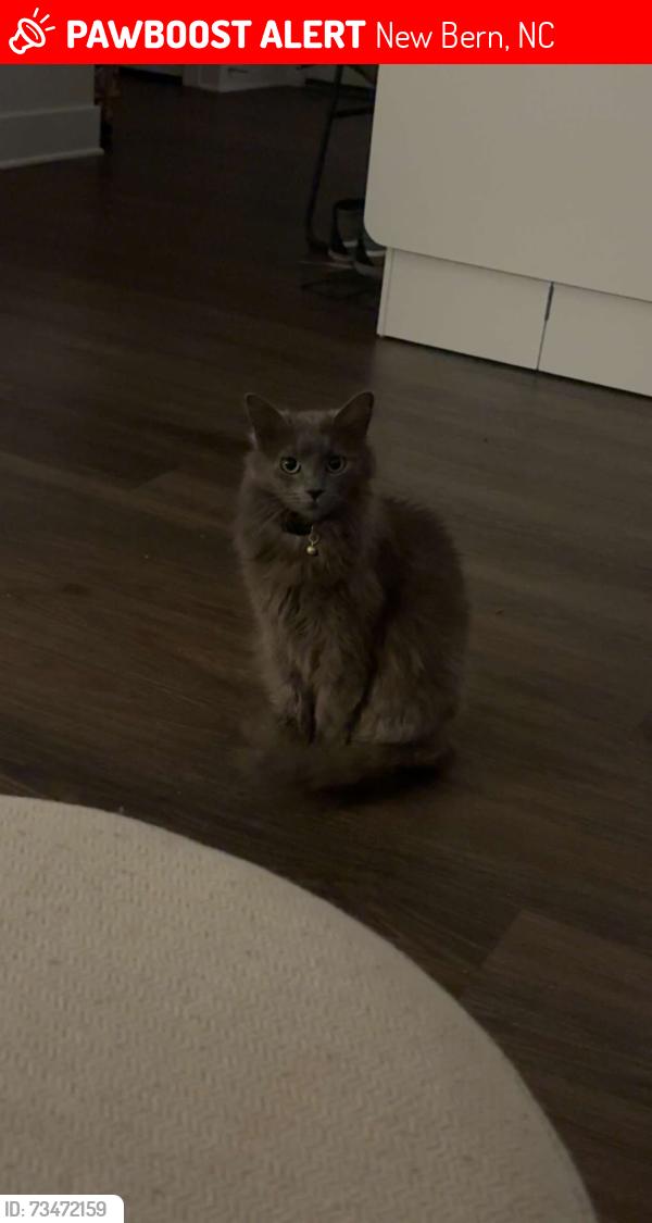Lost Male Cat last seen Greenleaf Cemetery Rd, Haywood Farms Rd, New Bern, NC 28562