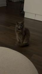 Lost Male Cat last seen Greenleaf Cemetery Rd, Haywood Farms Rd, New Bern, NC 28562