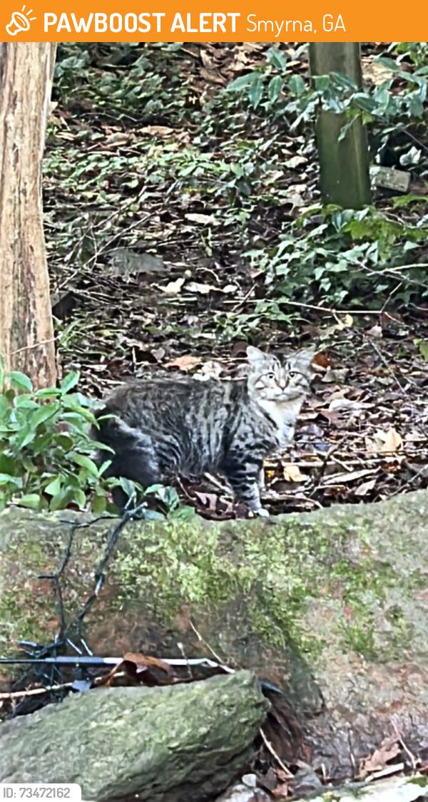 Found/Stray Unknown Cat last seen Spring Rd near Jonquil Park, Smyrna, GA 30080