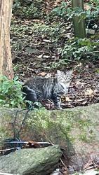 Found/Stray Unknown Cat last seen Spring Rd near Jonquil Park, Smyrna, GA 30080