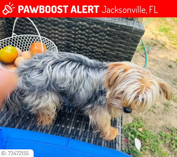Lost Male Dog last seen LONE STAR RD, Jacksonville, FL 32211